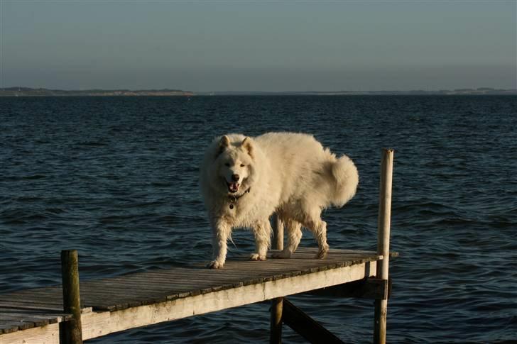 Samojedhund Bamse - Hva´ siger du?  billede 8