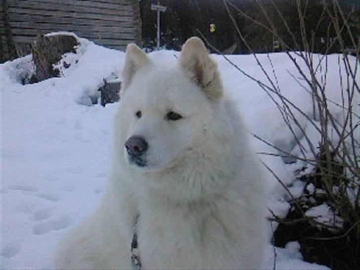 Samojedhund Bamse - I østrig på vinterferie billede 9