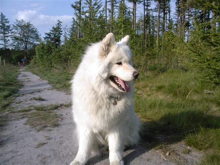 Samojedhund Bamse - I hundeskoven - det er såååå lækker...  billede 10