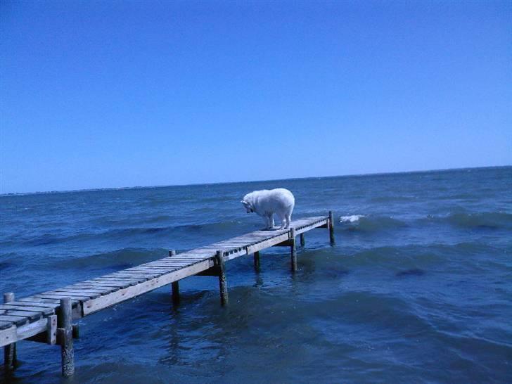 Samojedhund Bamse - Hallllllåååå "vandmus" kom ud og leg.....  billede 11