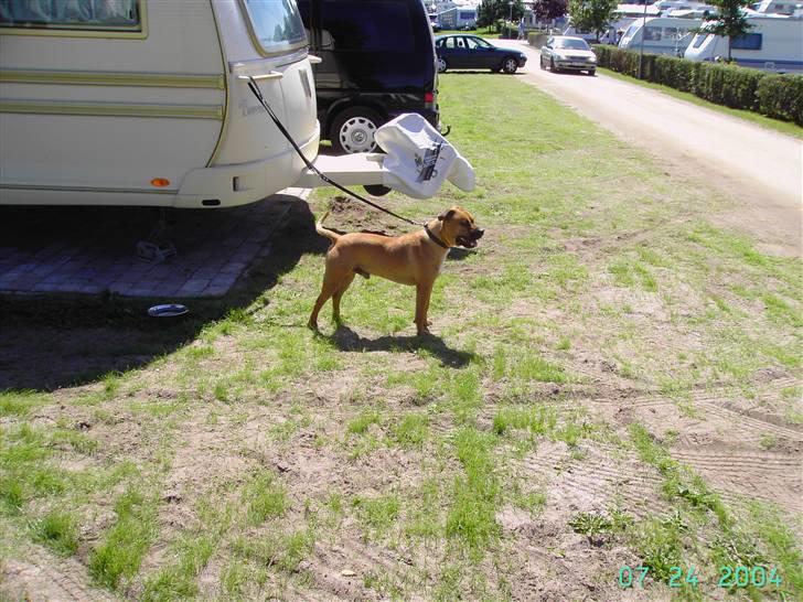 Amerikansk staffordshire terrier Cuda - Cuda på camping! billede 6