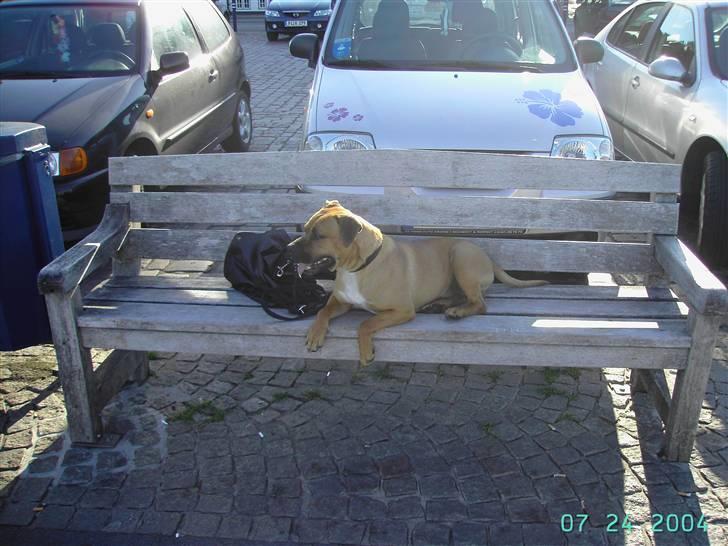 Amerikansk staffordshire terrier Cuda - Cuda tager sig lige en slapper mens mor tager billede af ham! billede 7