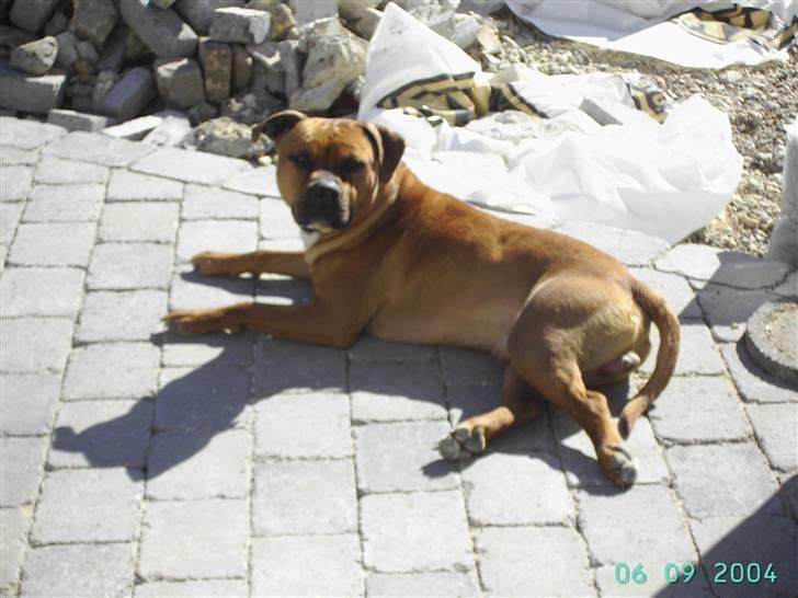 Amerikansk staffordshire terrier Cuda billede 8
