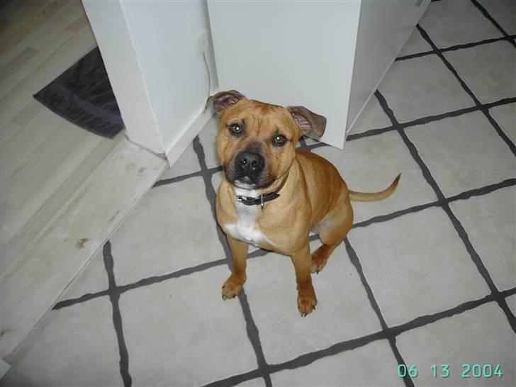 Amerikansk staffordshire terrier Cuda - Er jeg ikke sød??!! billede 9