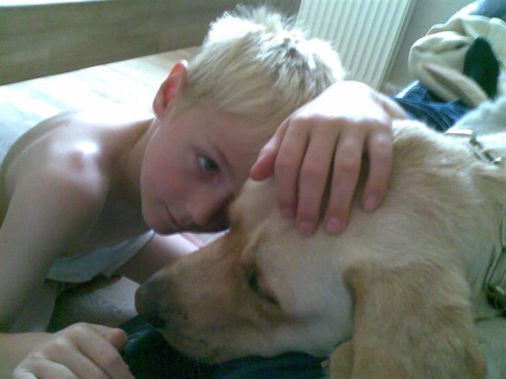 Labrador retriever Grøffe billede 11