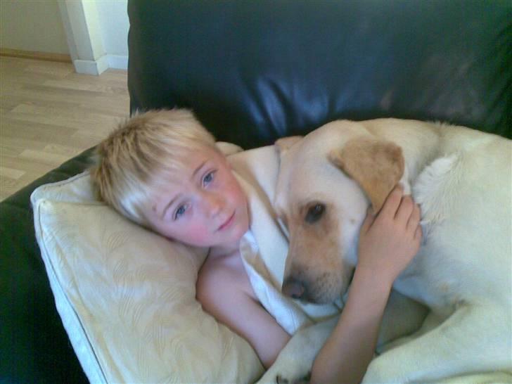 Labrador retriever Grøffe billede 12