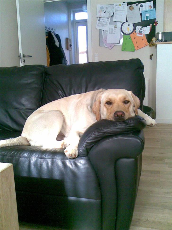 Labrador retriever Grøffe billede 13