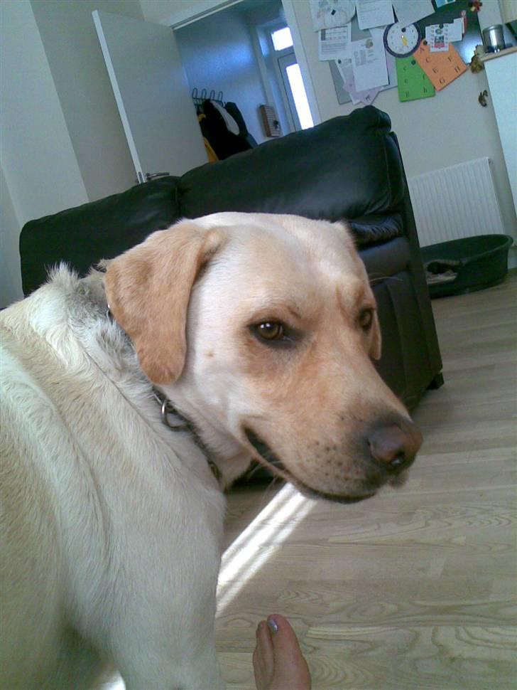 Labrador retriever Grøffe billede 14