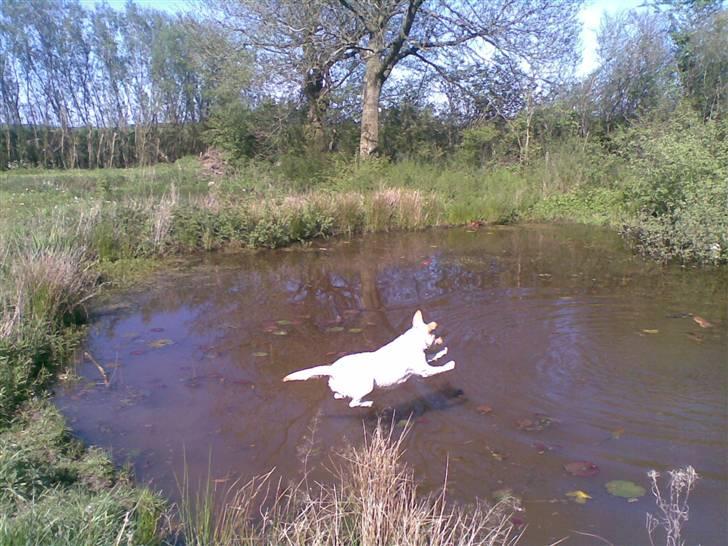 Labrador retriever Grøffe billede 15