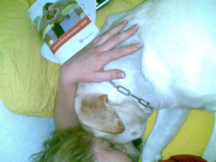 Labrador retriever Grøffe billede 16