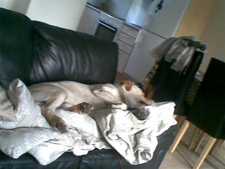 Labrador retriever Grøffe billede 17