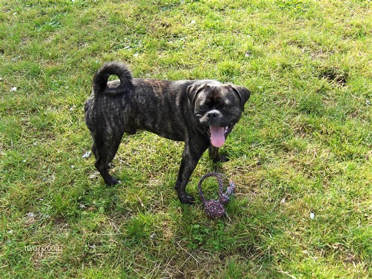 Blanding af racer Buddy billede 13