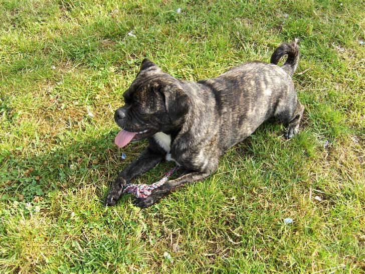 Blanding af racer Buddy billede 14