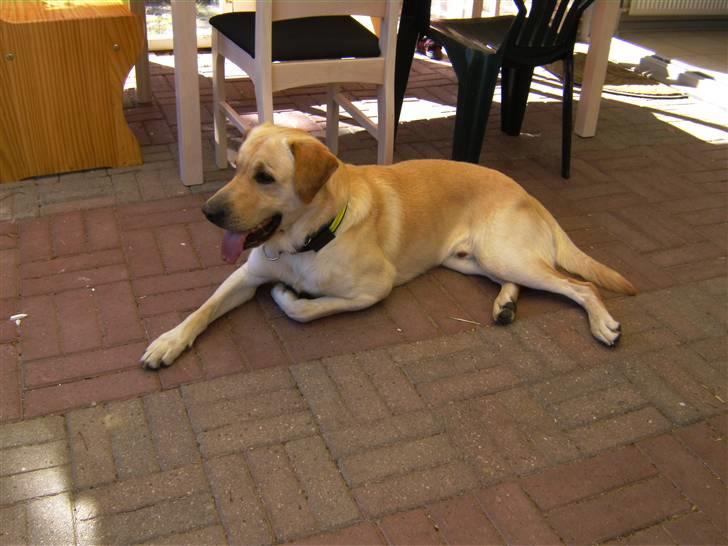 Blanding af racer Rocky billede 9