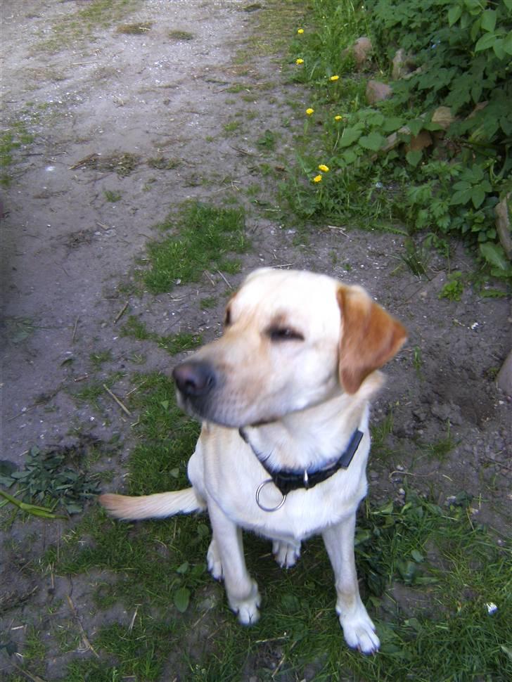 Blanding af racer Rocky billede 10