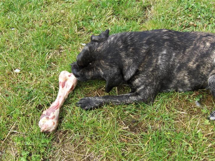 Blanding af racer Buddy billede 15