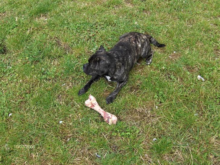 Blanding af racer Buddy billede 16