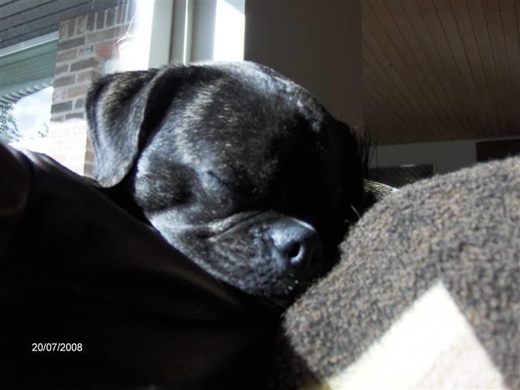 Blanding af racer Buddy billede 17