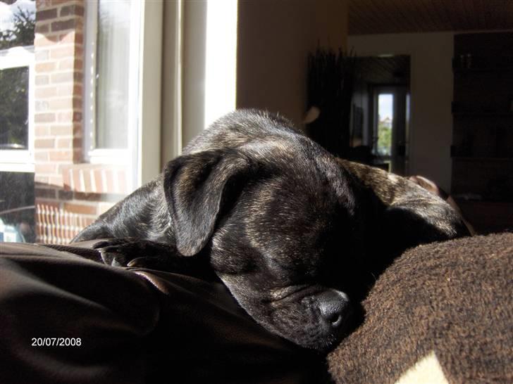 Blanding af racer Buddy billede 18