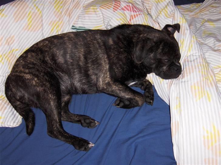 Blanding af racer Buddy billede 19