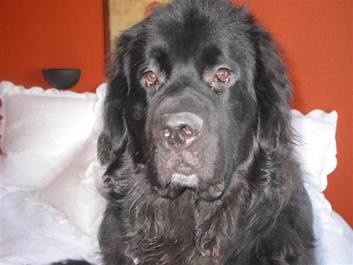Newfoundlænder SIMBA DØD.d 4/7-08 billede 1