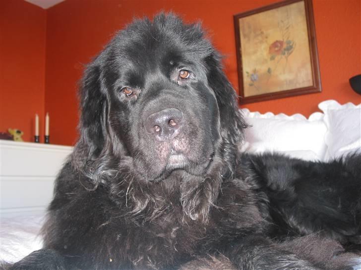 Newfoundlænder SIMBA DØD.d 4/7-08 billede 2