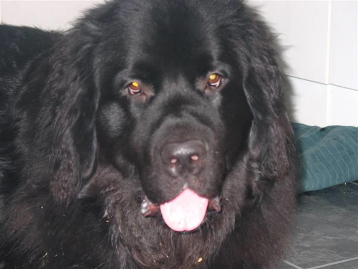 Newfoundlænder SIMBA DØD.d 4/7-08 billede 3