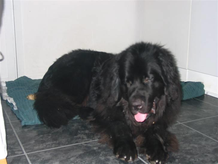 Newfoundlænder SIMBA DØD.d 4/7-08 billede 4