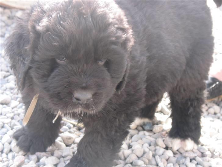 Newfoundlænder SIMBA DØD.d 4/7-08 - SIMBA som baby billede 5