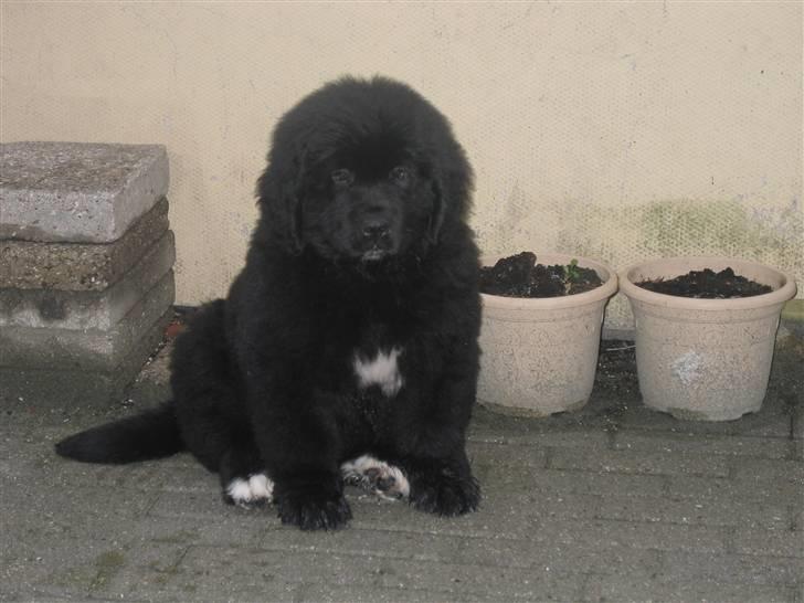 Newfoundlænder SIMBA DØD.d 4/7-08 - Simba som hvalp  billede 6