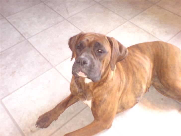 Boxer Zafira *minde* billede 1