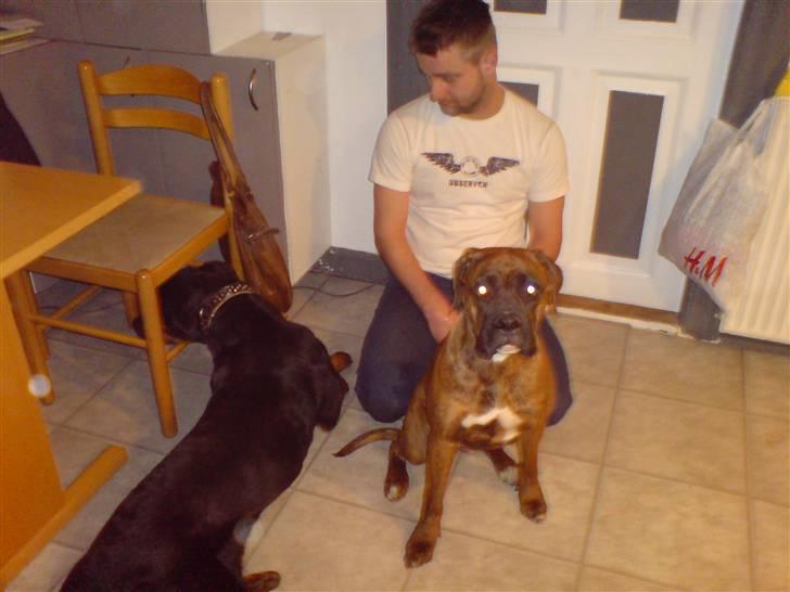 Boxer Zafira *minde* billede 2