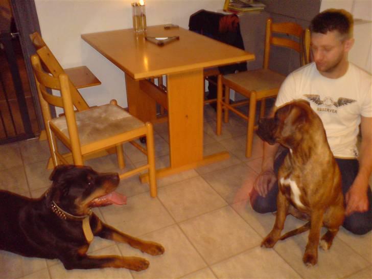 Boxer Zafira *minde* billede 3