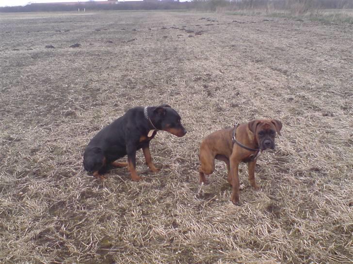 Boxer Zafira *minde* billede 4