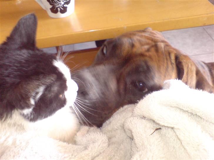 Boxer Zafira *minde* billede 5