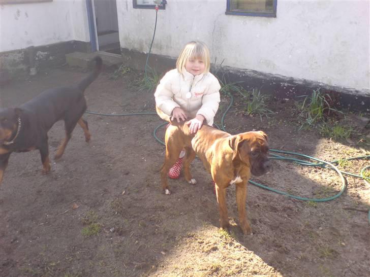 Boxer Zafira *minde* billede 6