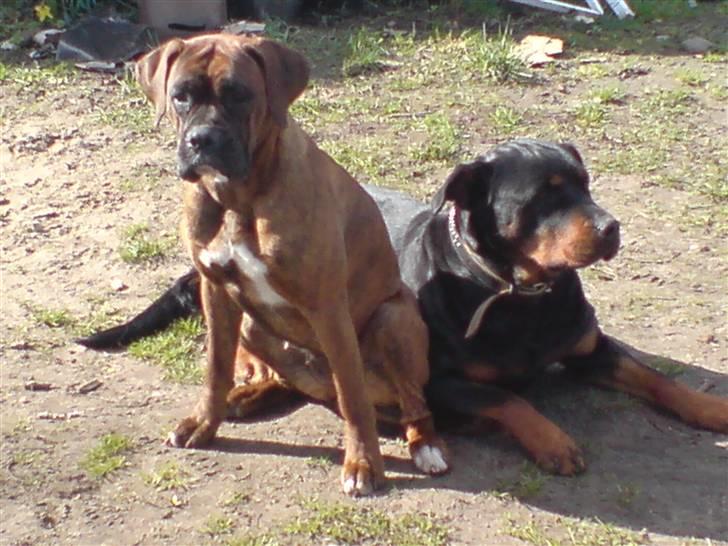 Boxer Zafira *minde* billede 7