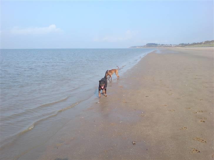 Boxer Zafira *minde* billede 8