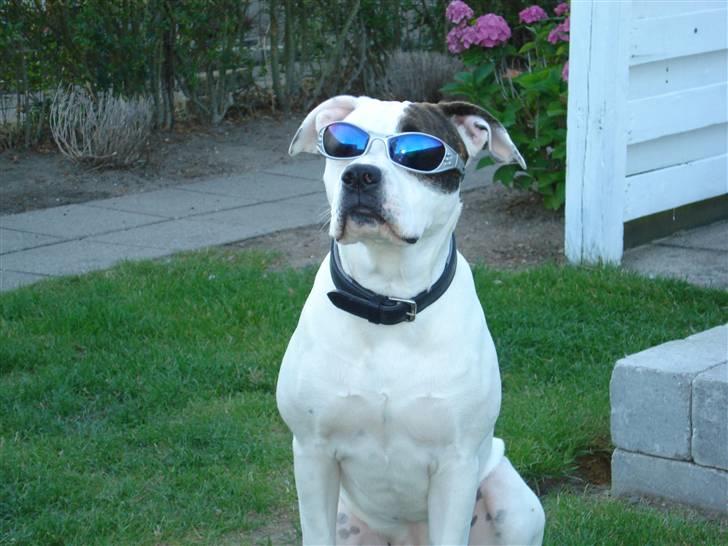 Amerikansk bulldog AB:)Soffie=:) - ja hun finder sig i alt..  billede 1