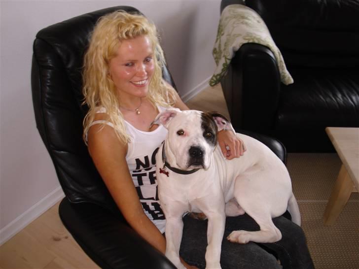 Amerikansk bulldog AB:)Soffie=:) - ja det kunne min søster der ikke kan sige nej til :) billede 2