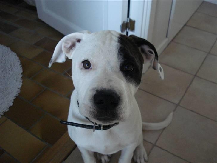 Amerikansk bulldog AB:)Soffie=:) - her er hun kun 15 uger..:) billede 3