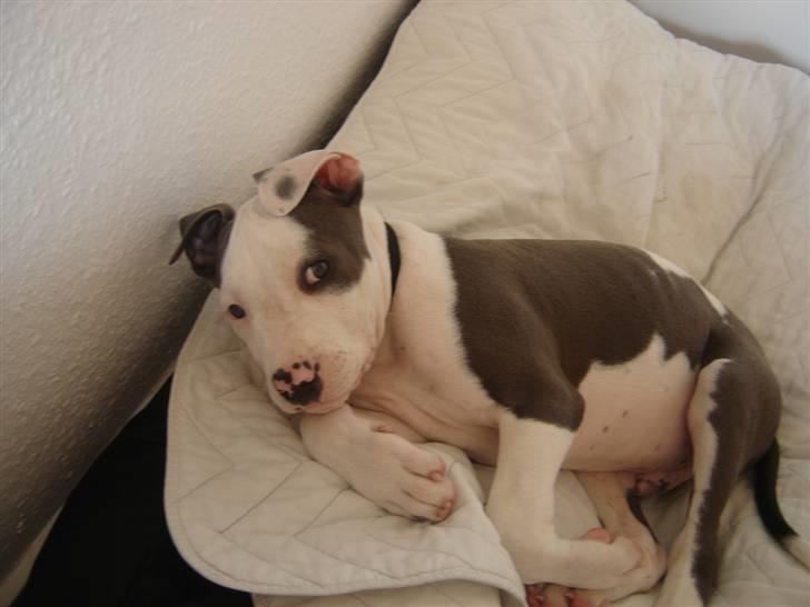 Amerikansk staffordshire terrier Milo billede 6