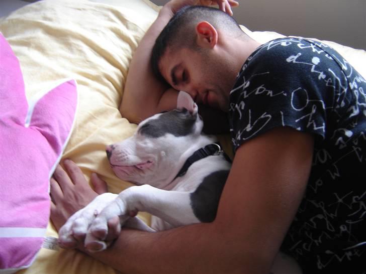 Amerikansk staffordshire terrier Milo billede 7