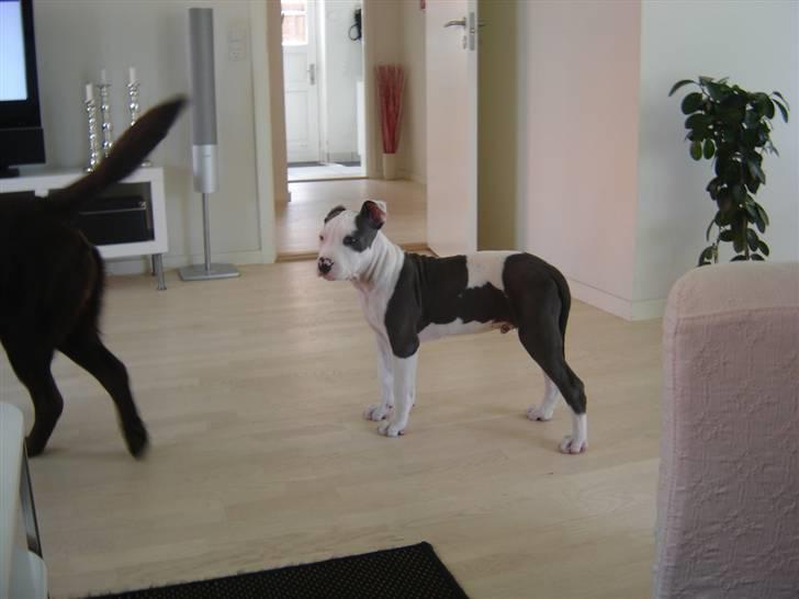 Amerikansk staffordshire terrier Milo billede 8