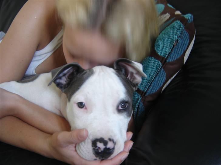 Amerikansk staffordshire terrier Milo billede 9