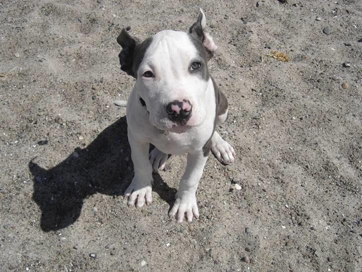 Amerikansk staffordshire terrier Milo billede 10