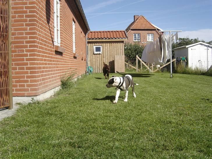 Amerikansk staffordshire terrier Milo billede 11