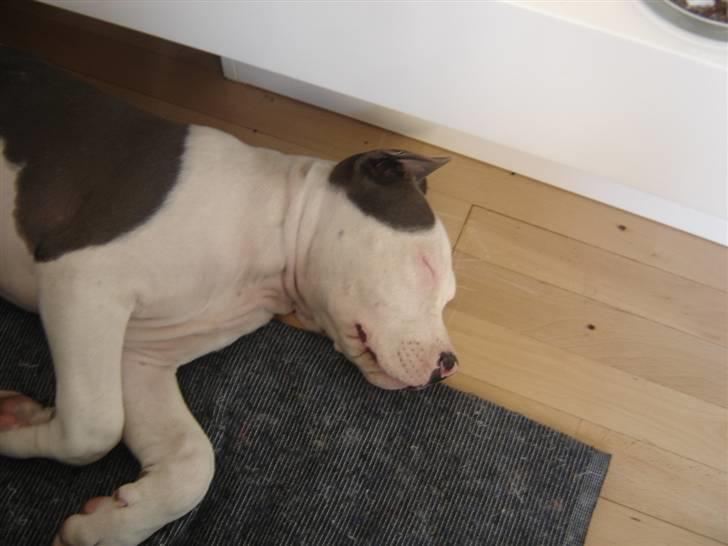 Amerikansk staffordshire terrier Milo billede 12