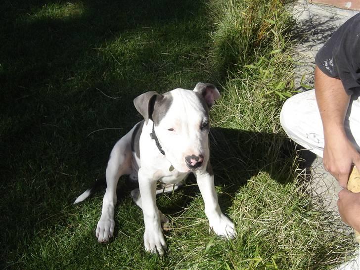 Amerikansk staffordshire terrier Milo billede 13