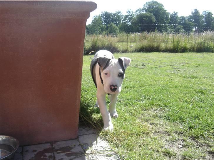 Amerikansk staffordshire terrier Milo billede 14